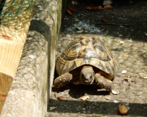 Gary The Tortoise