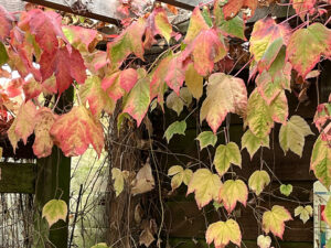 Boston Ivy