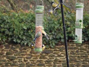 Bird Feeder