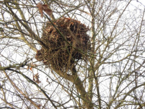 Bird's Nest